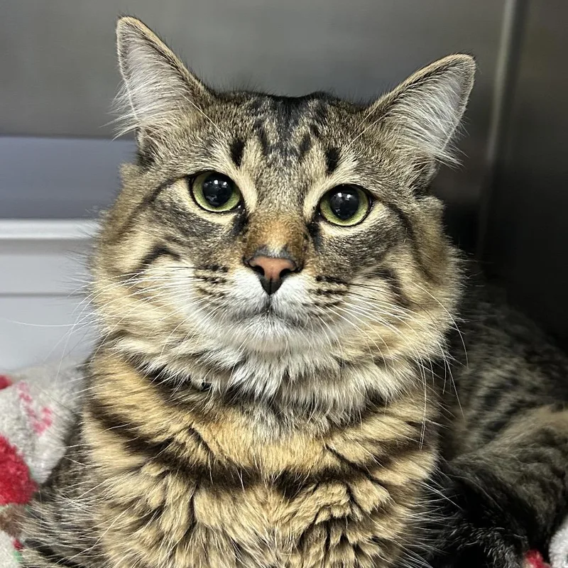 A young medium-sized male Brown / Chocolate Domestic Medium Hair cat named Paco for adoption in Lakeland, FL