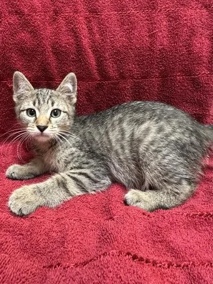 A young small-sized male Domestic Medium Hair cat named Percival for adoption in Phoenix, AZ