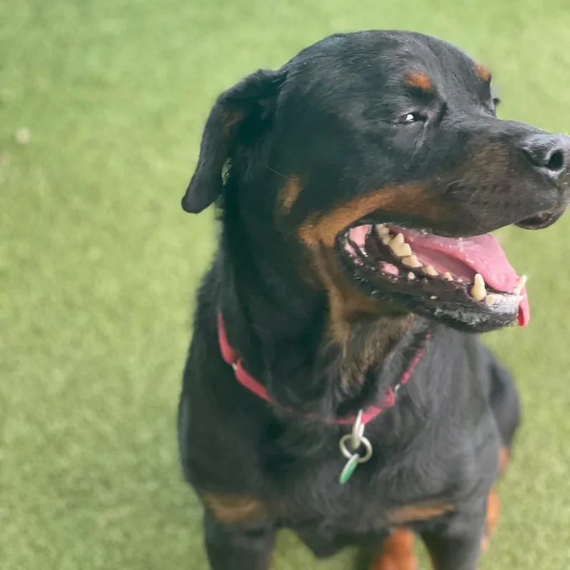 An adult large-sized female Black Rottweiler dog named Ahsoka for adoption in Lakeland, FL