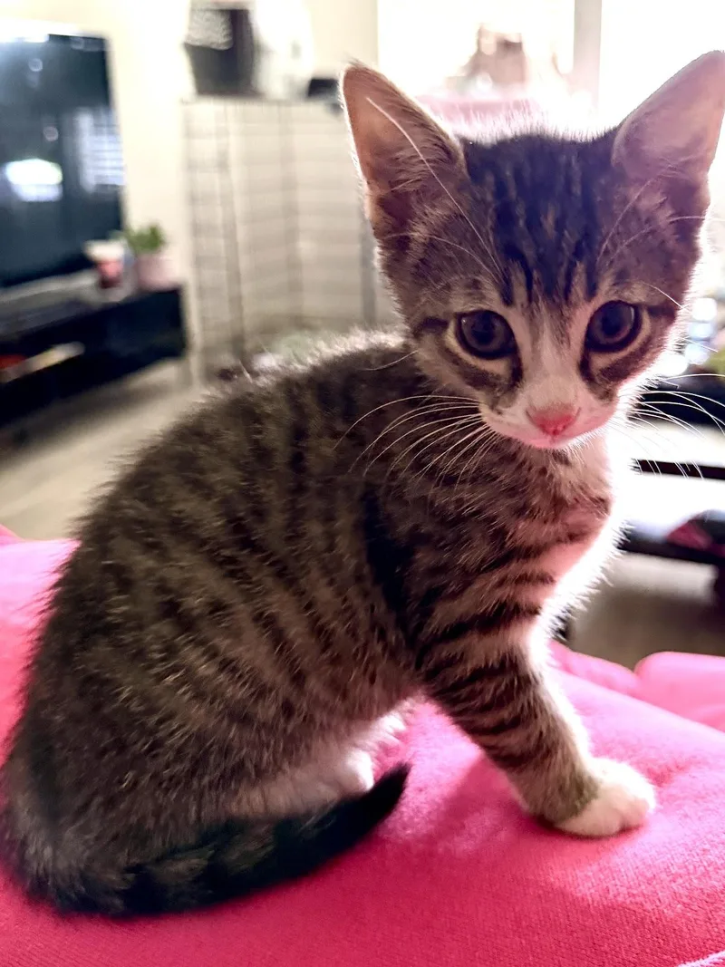 A baby medium-sized female White Domestic Short Hair cat named Loki for adoption in Houston, TX