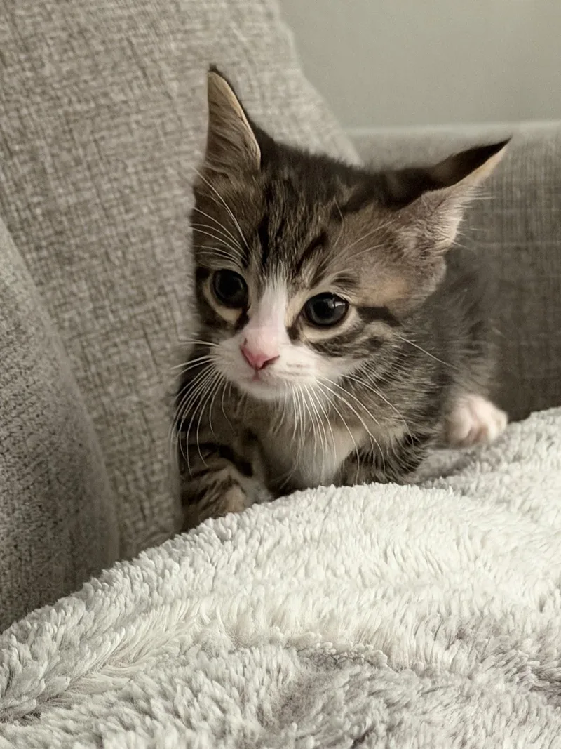 Loki thumbnail 2