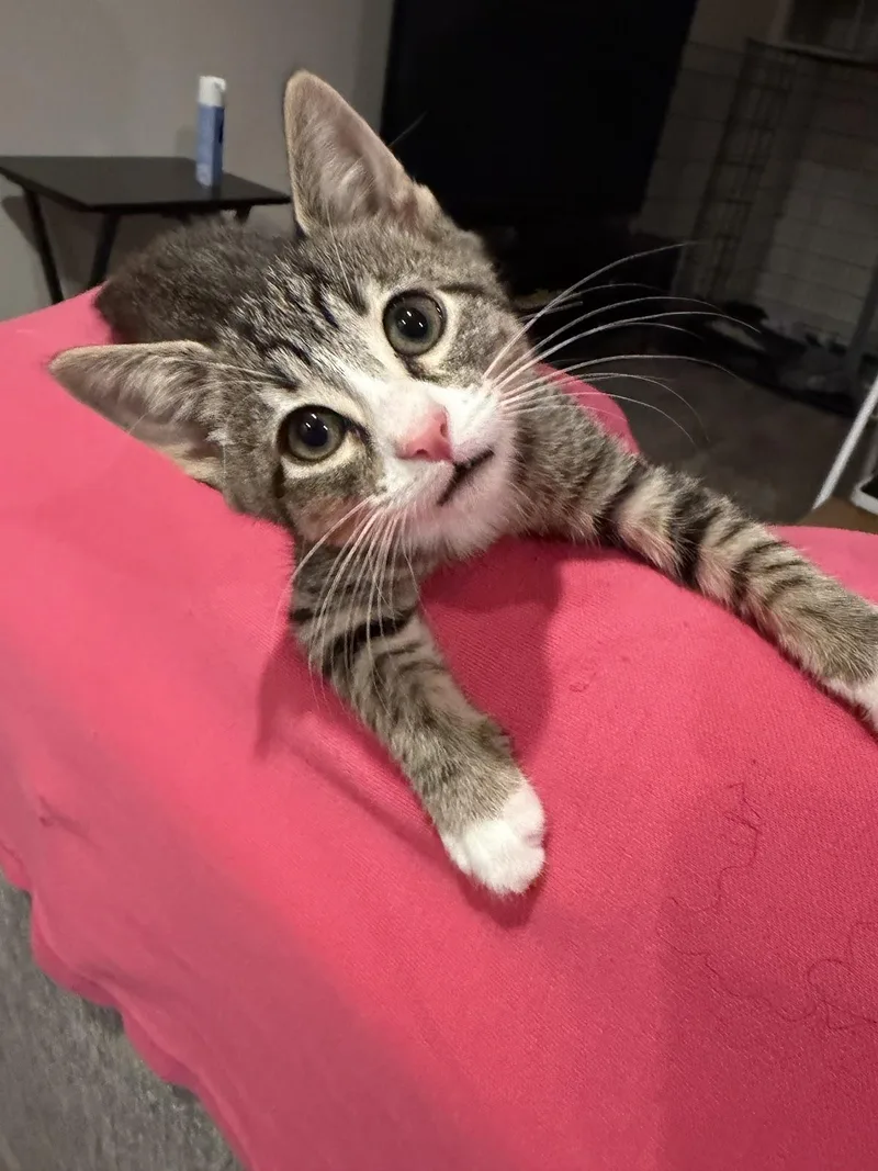 Loki thumbnail 3