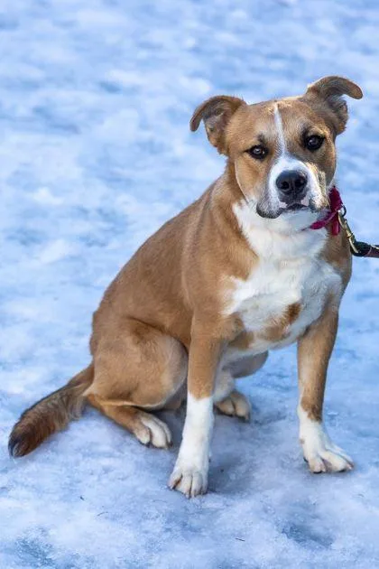 An adult small-sized male Retriever dog named Hero for adoption in Cleveland, OH