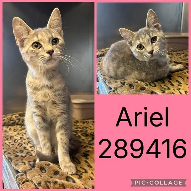 A baby small-sized female Domestic Short Hair cat named Ariel for adoption in Macon, GA