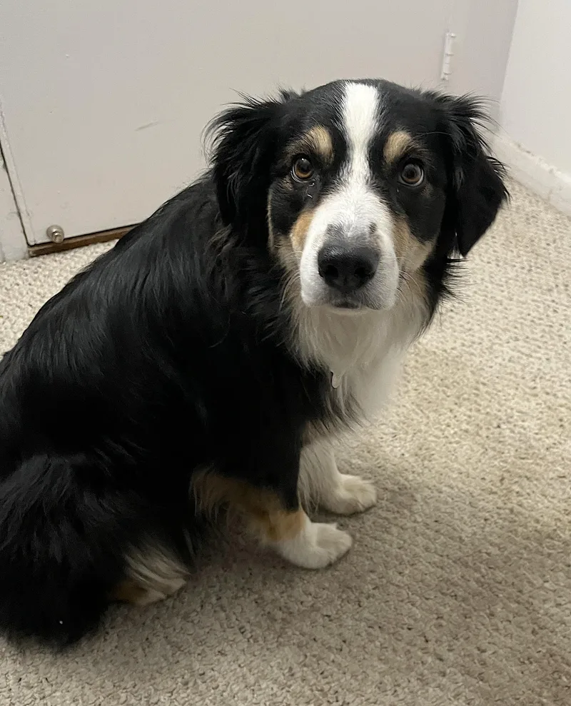 An adult medium-sized female Tricolor (Brown, Black, & White) Australian Shepherd dog named Sasha for adoption in Amherst, MA