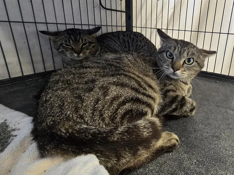 An adult medium-sized female Domestic Short Hair cat named Lumi for adoption in Dickson, TN