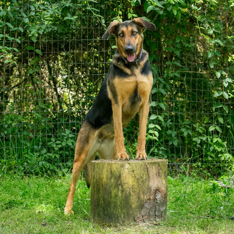 An adult large-sized female Black German Shepherd Dog dog named Khloe for adoption in Tomball, TX