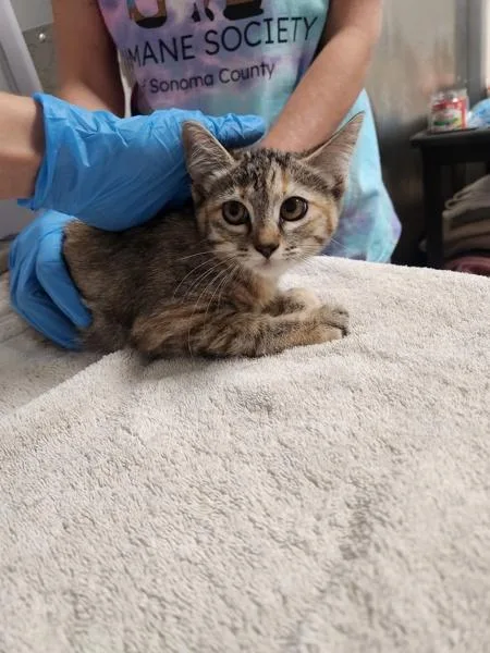 A baby small-sized female Domestic Short Hair cat named Vans for adoption in Santa Rosa, CA