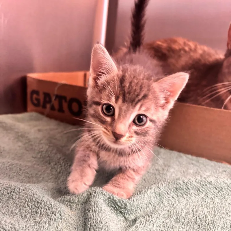 A baby small-sized male Gray / Blue / Silver Domestic Short Hair cat named Maphra for adoption in Lynchburg, VA