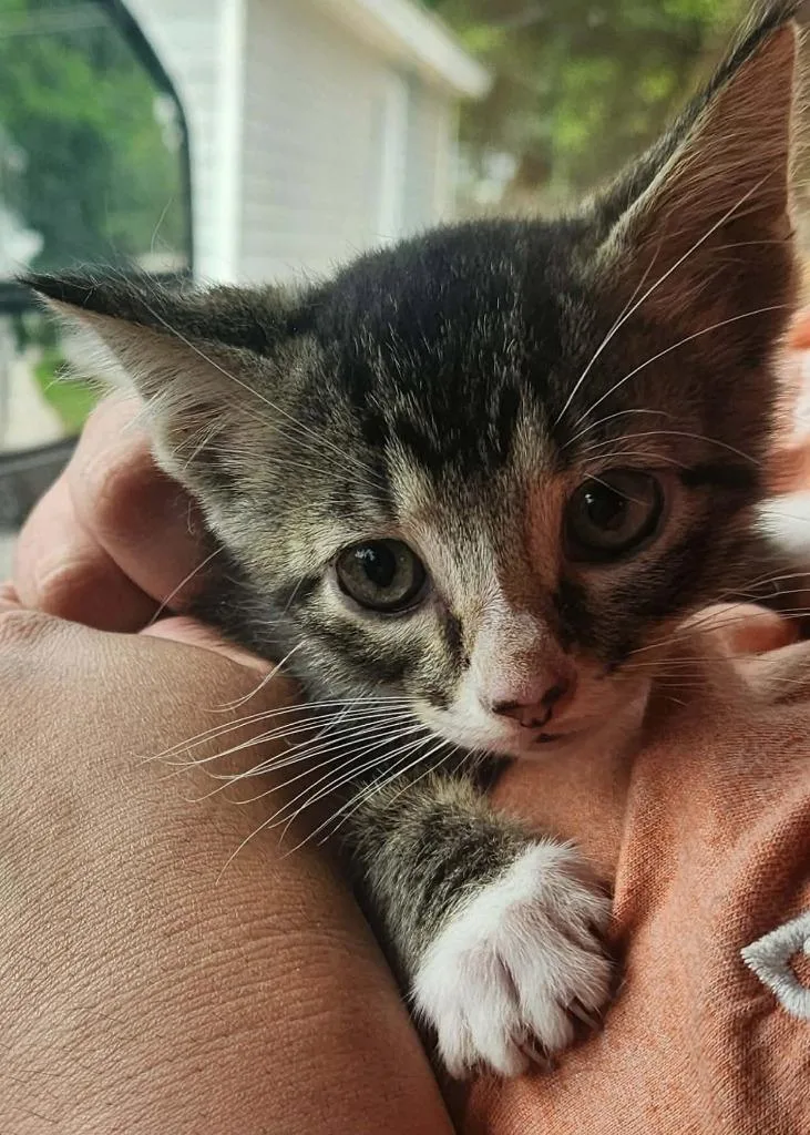 A baby small-sized male Domestic Short Hair cat named Walton for adoption in Republic, MO