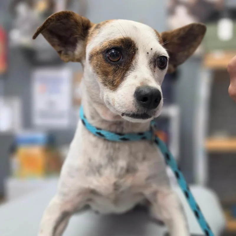 An adult small-sized female Jack Russell Terrier dog named Melissa King Chino Hills for adoption in Chino Hills, CA
