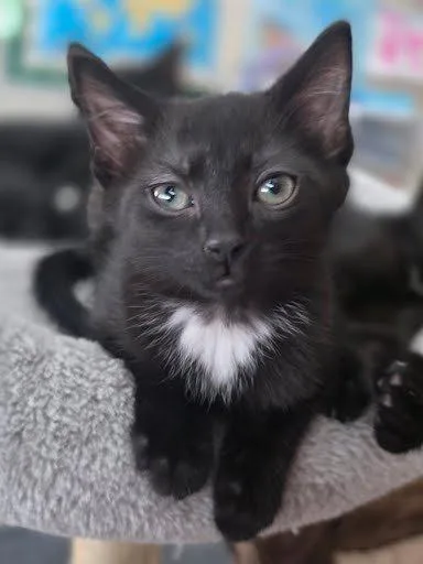 A baby small-sized female Black Domestic Short Hair cat named Tabby Von Meow for adoption in Raleigh, NC