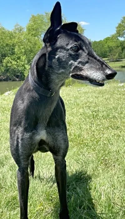 An adult large-sized female Black Greyhound dog named Meg for adoption in Dallas, TX