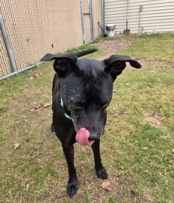 An adult medium-sized female Labrador Retriever dog named Wednesday for adoption in Plover, WI