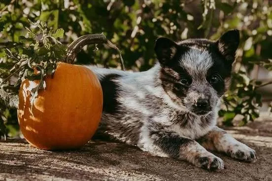 A baby medium-sized male Tricolor (Brown, Black, & White) Australian Cattle Dog / Blue Heeler named Tootsie Pop for adoption in Waunakee, WI