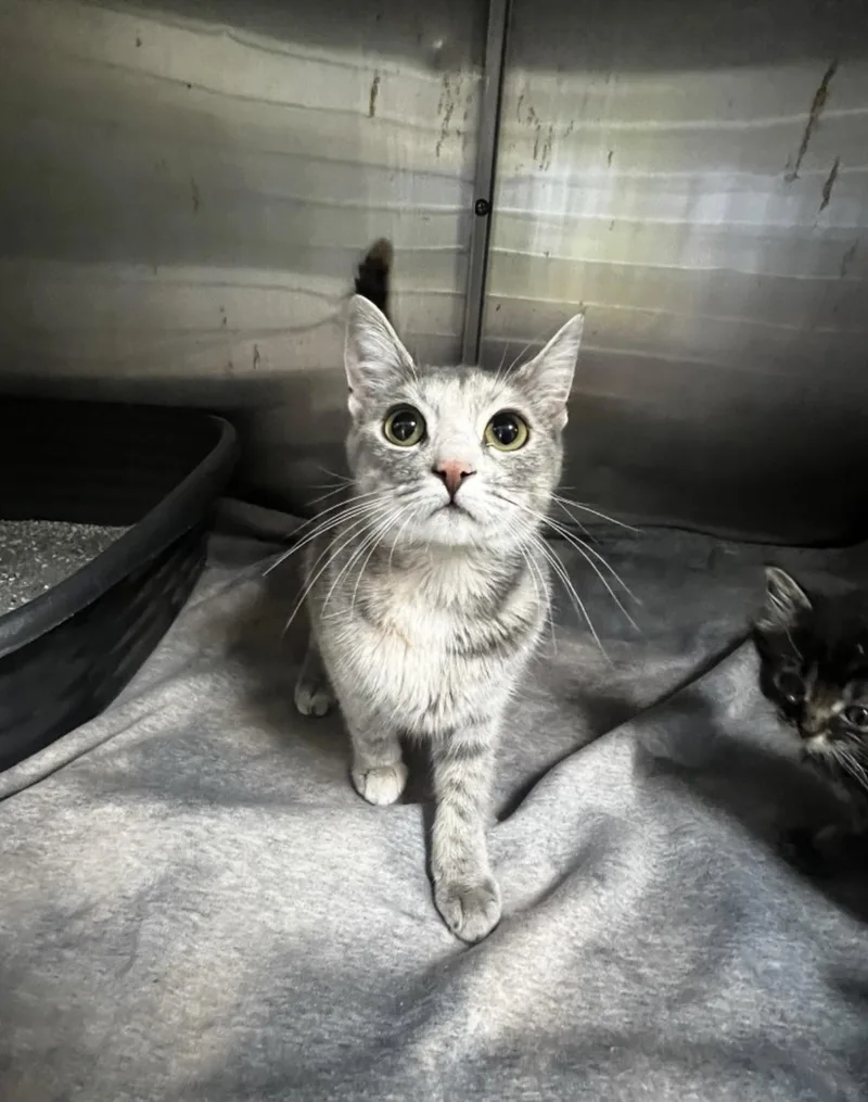 A young medium-sized female Tabby cat named Sprite for adoption in Columbia, SC