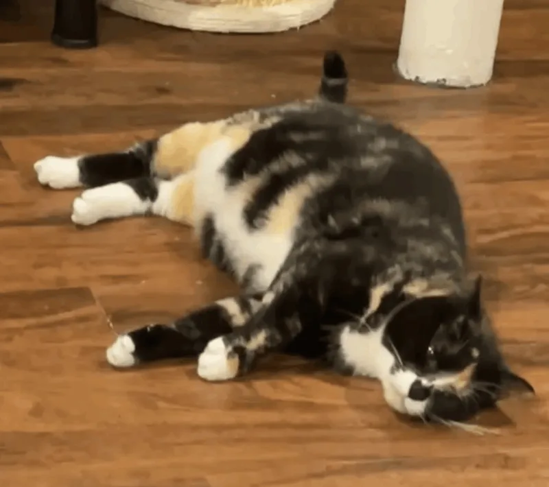 Penelope thumbnail 2