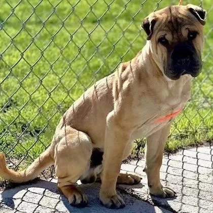 A baby medium-sized male Yellow / Tan / Blond / Fawn Shar-Pei dog named Muskeg for adoption in Incline Village, NV