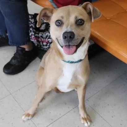 An adult medium-sized female Brown / Chocolate Terrier dog named Georgia for adoption in Birmingham, AL
