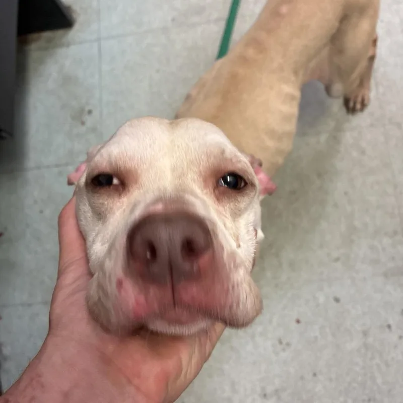 An adult medium-sized female Yellow / Tan / Blond / Fawn Mixed Breed dog named String bean for adoption in Philadelphia, PA