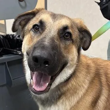An adult large-sized male Yellow / Tan / Blond / Fawn Mixed Breed dog named Hubert for adoption in Jacksonville, FL