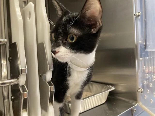 A baby medium-sized male Domestic Short Hair cat named Cosmo for adoption in Tustin, CA