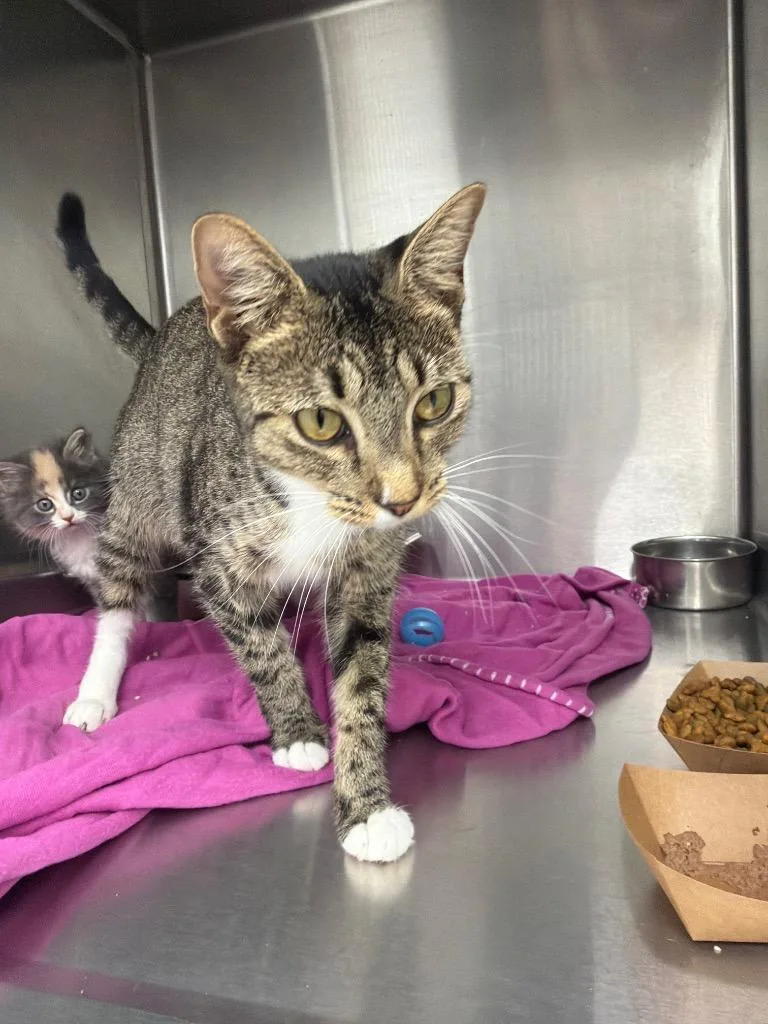 A young small-sized female Domestic Short Hair cat named Betty for adoption in Hartsville, SC