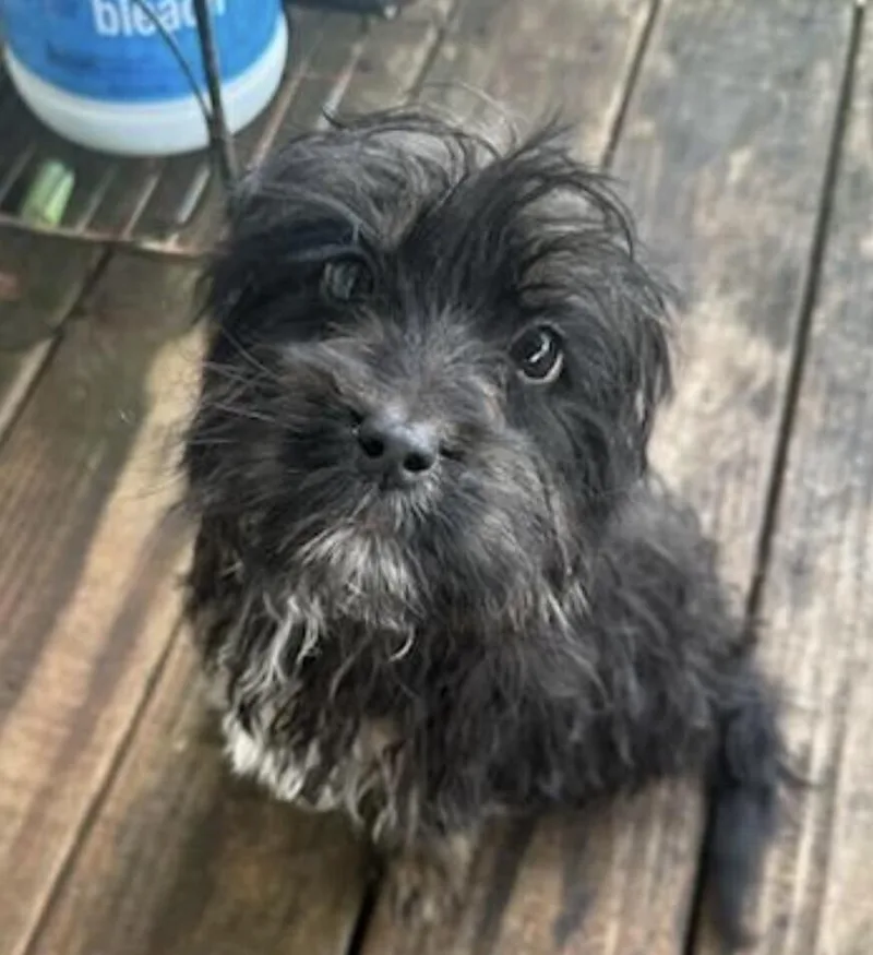 Pup Eclair
