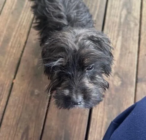 Pup Eclair thumbnail 2