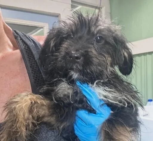Pup Eclair thumbnail 3