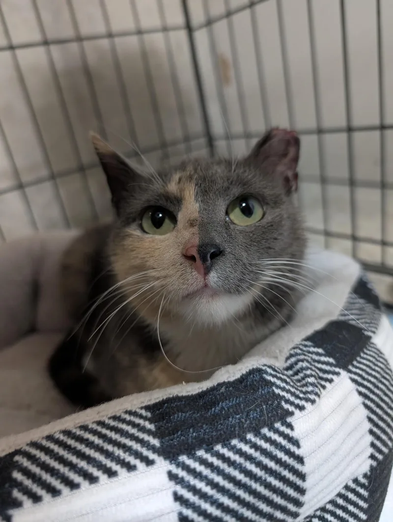 A young small-sized female Dilute Calico cat named Lexie for adoption in Harrisburg, PA