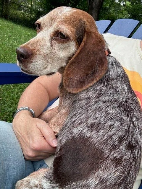 An adult small-sized female Beagle dog named Petunia for adoption in Knoxville, TN