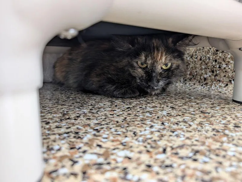 An adult large-sized female Domestic Long Hair cat named Trinity for adoption in Oakdale, CA
