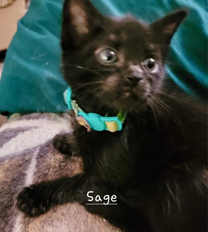 A baby medium-sized female Black Domestic Short Hair cat named Sage for adoption in Penndel, PA