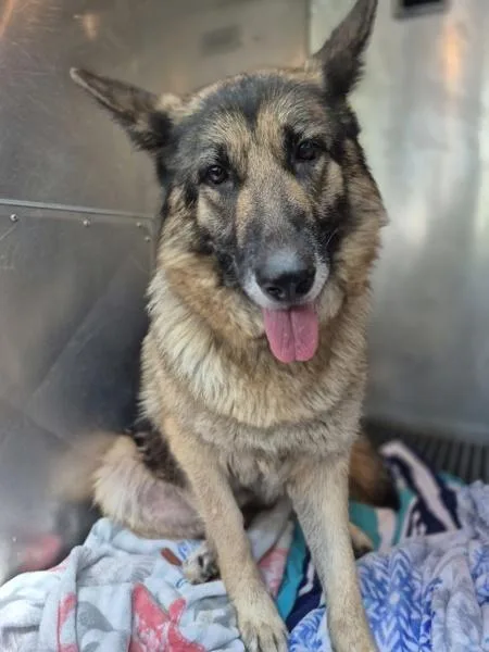 An adult medium-sized female German Shepherd Dog dog named Vc Tilly for adoption in Lawrenceville, GA