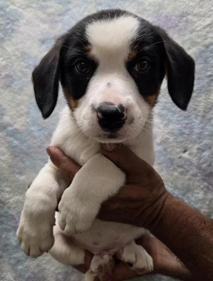 Odin