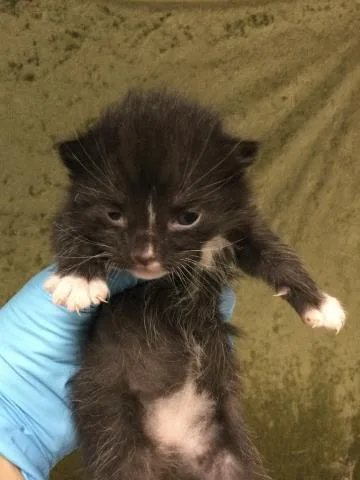 A baby small-sized male Domestic Short Hair cat named A for adoption in Riverside, CA