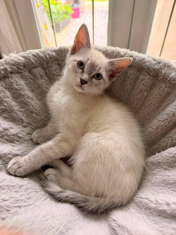 A young medium-sized female Siamese cat named Oatmeal Cream Pie for adoption in Knoxville, TN