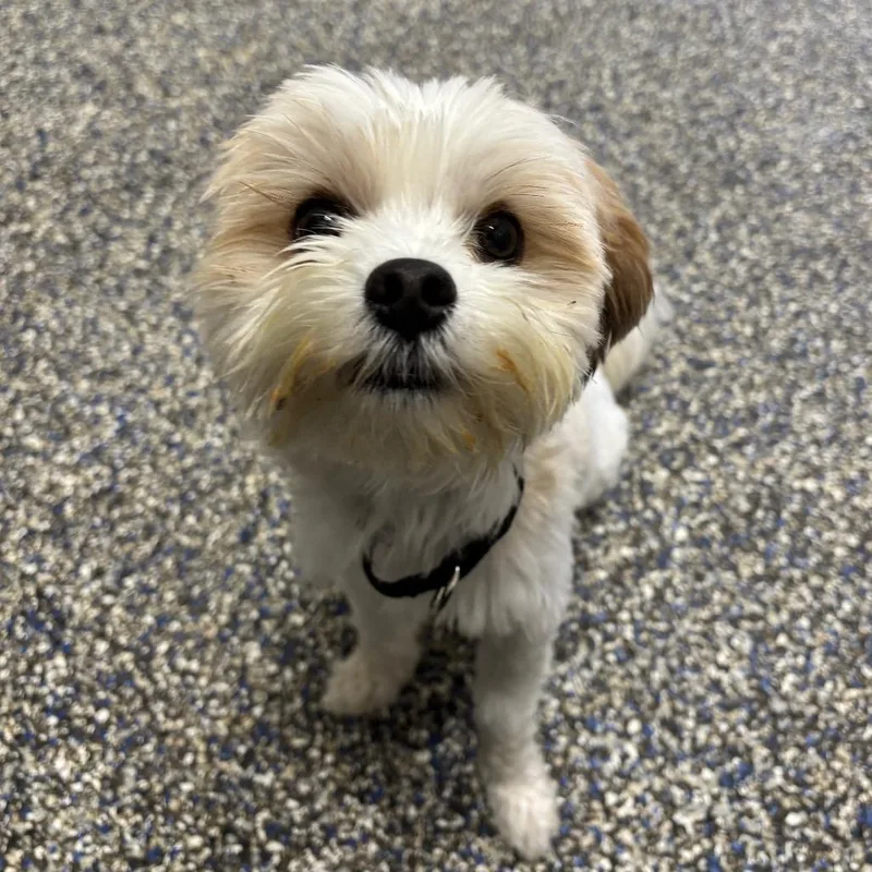 An adult small-sized male Mixed Breed dog named Bauer for adoption in Fairport, NY