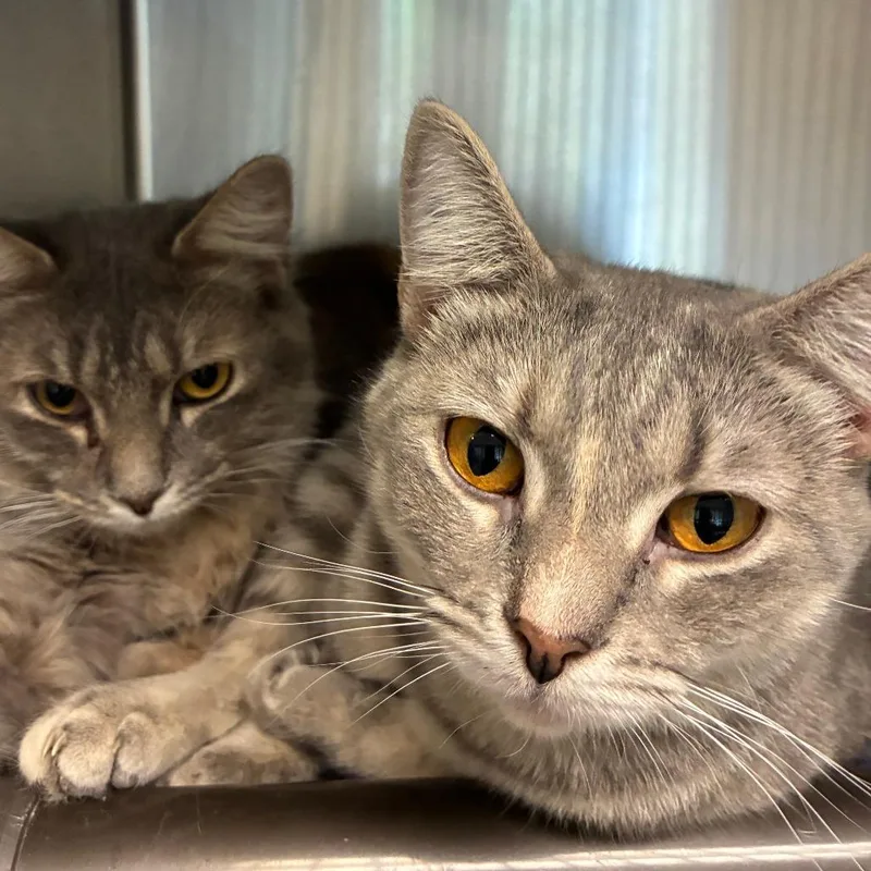 A young medium-sized female Calico Domestic Short Hair cat named Jill bonded w Willa for adoption in Columbia Station, OH