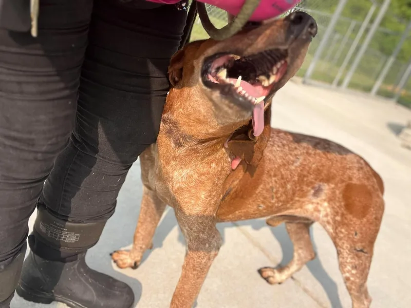 An adult medium-sized male English Coonhound dog named Ole Red for adoption in Burgaw, NC