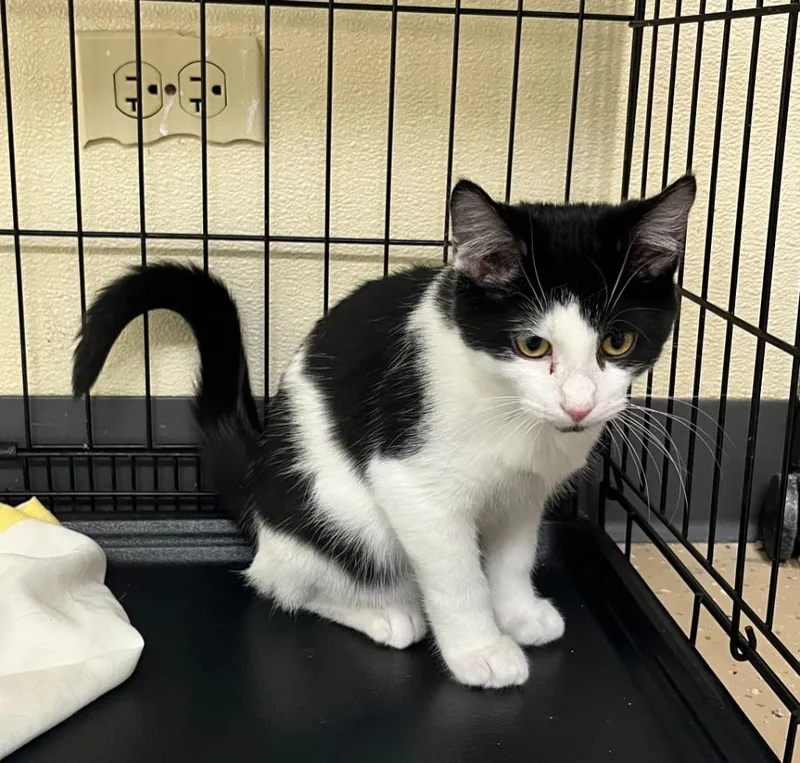 A baby small-sized male Domestic Short Hair cat named Storm for adoption in Shorewood, IL