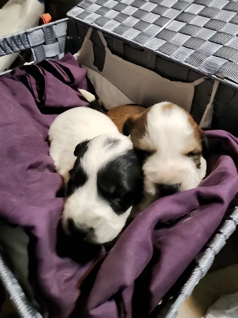 A baby medium-sized male Tricolor (Brown, Black, & White) Great Pyrenees dog named Pyr Aussie mix puppies for adoption in Merit, TX