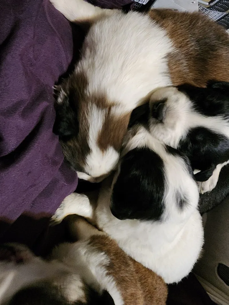 Pyr Aussie mix puppies thumbnail 2