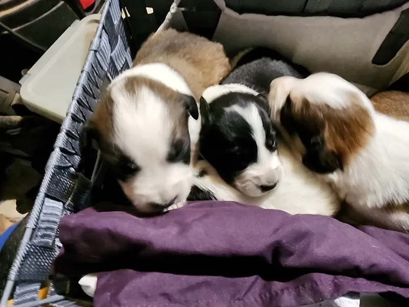 Pyr Aussie mix puppies thumbnail 3