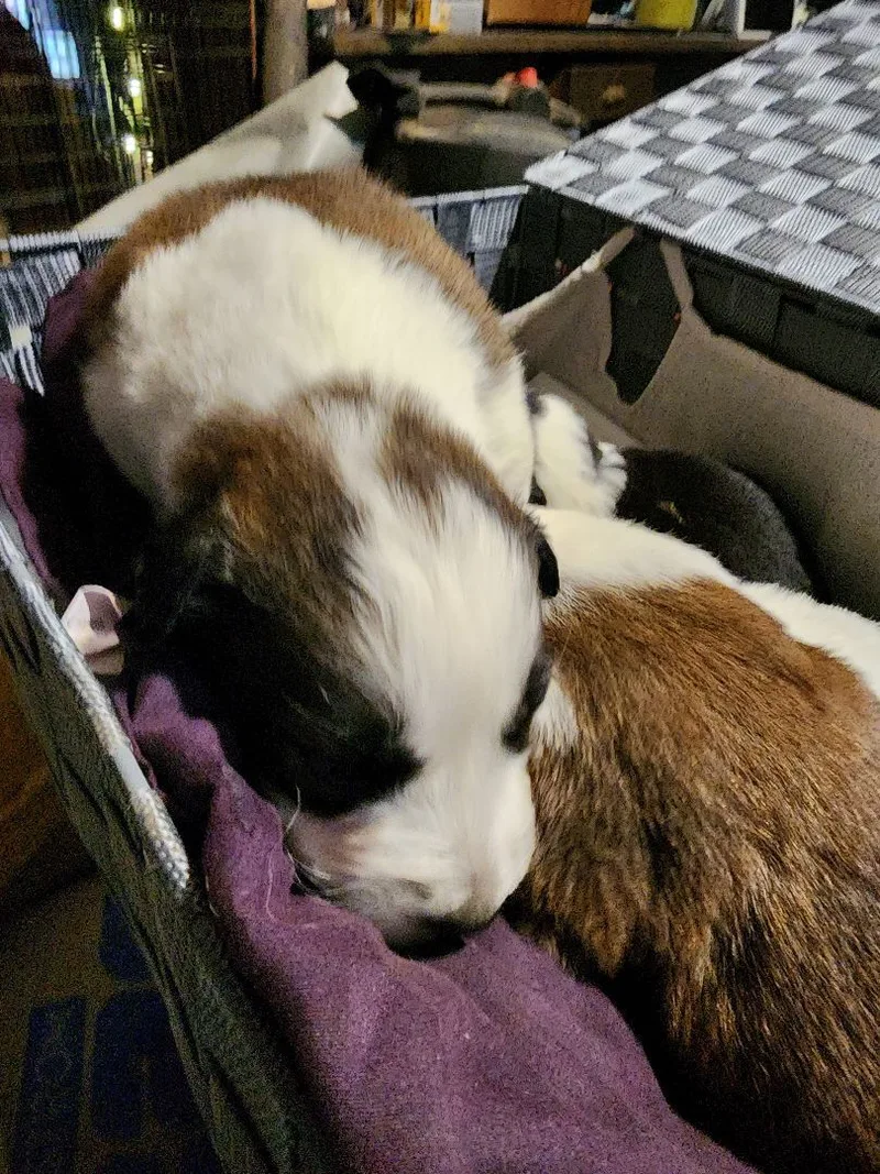 Pyr Aussie mix puppies thumbnail 4