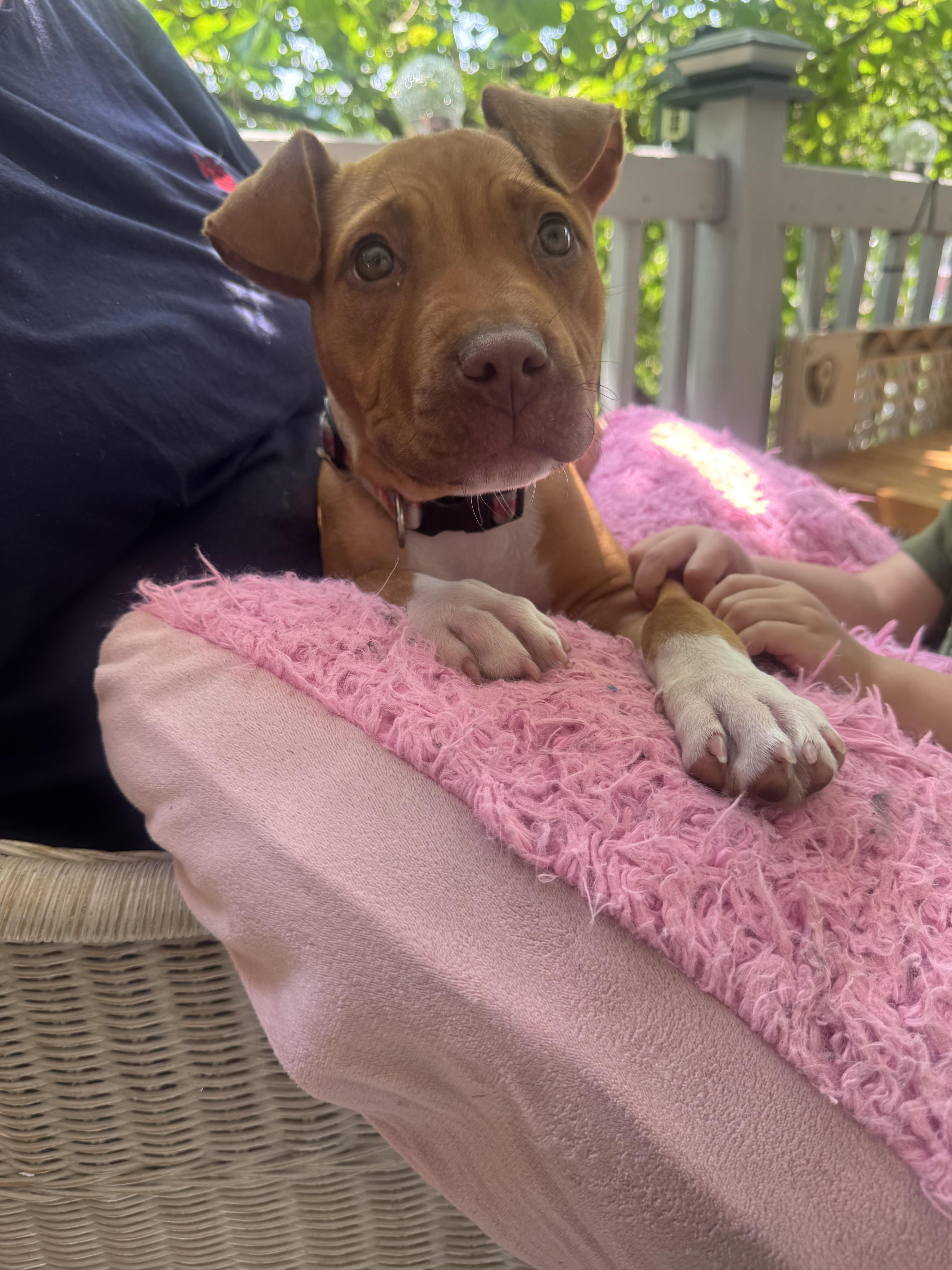 A baby medium-sized female Brown / Chocolate American Staffordshire Terrier dog named Piper for adoption in Auburn, PA