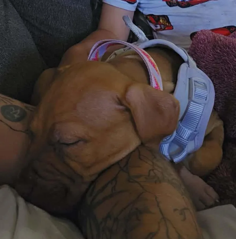 Piper thumbnail 2