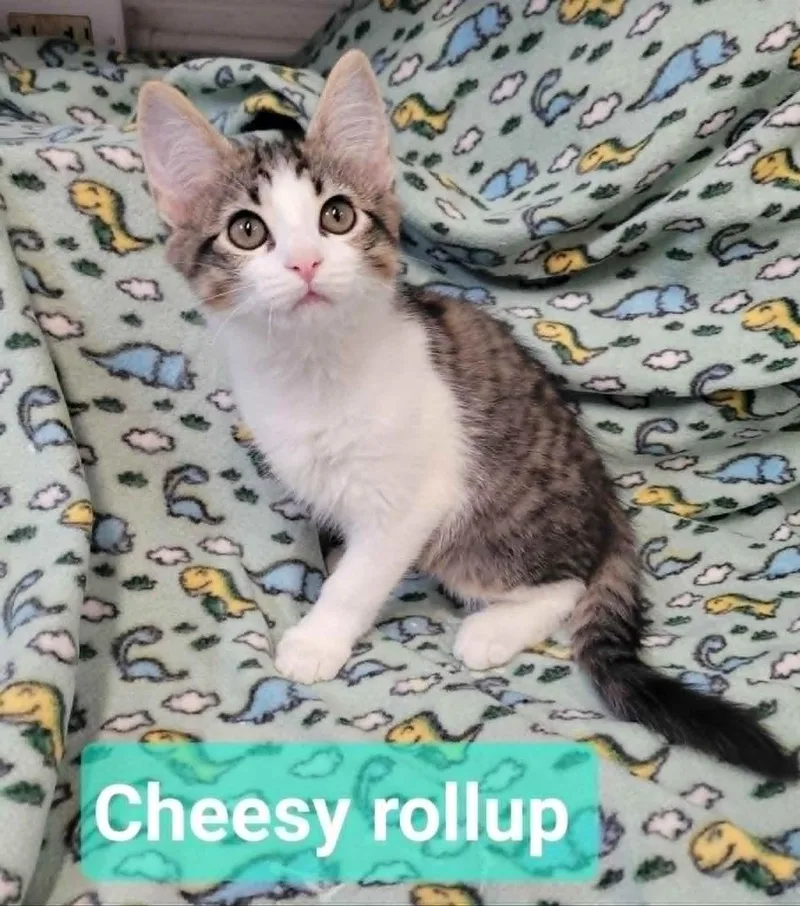 A baby small-sized female Domestic Medium Hair cat named Cheesy rollup for adoption in Richmond, IN