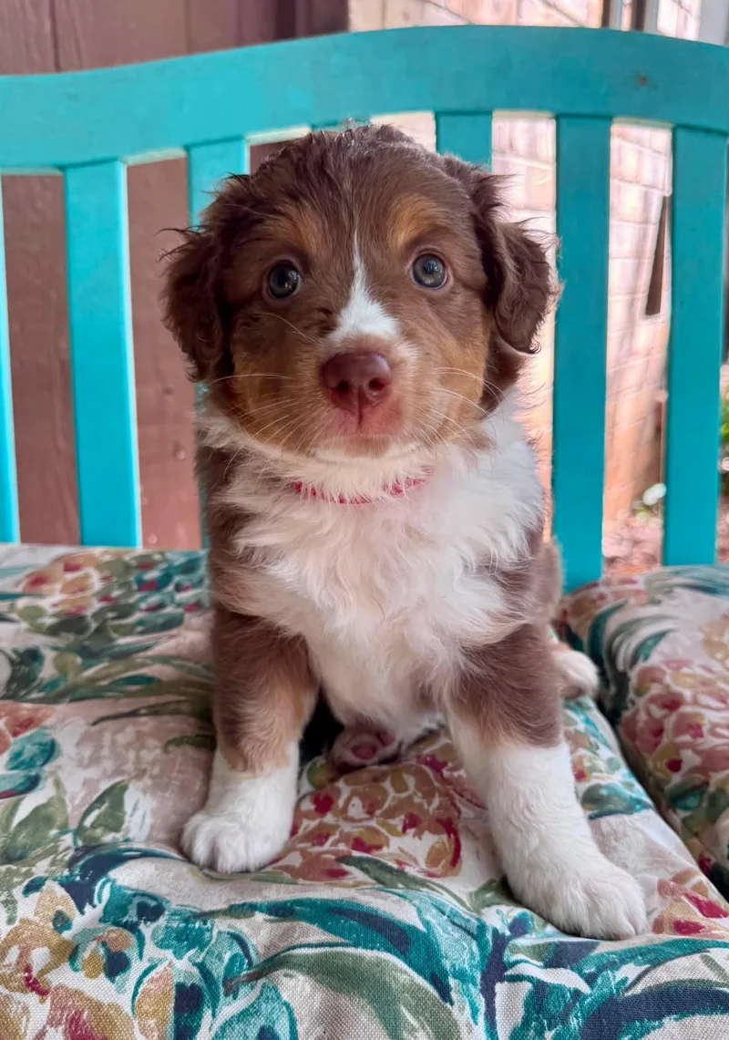 A baby medium-sized female Australian Shepherd dog named ARPH Star for adoption in North Richland Hills, TX